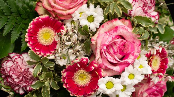 Nahaufnahme eines lebhaften Blumenarrangements mit rosa Rosen, roten Gerbera, weißen Gänseblümchen und grünen Blättern.