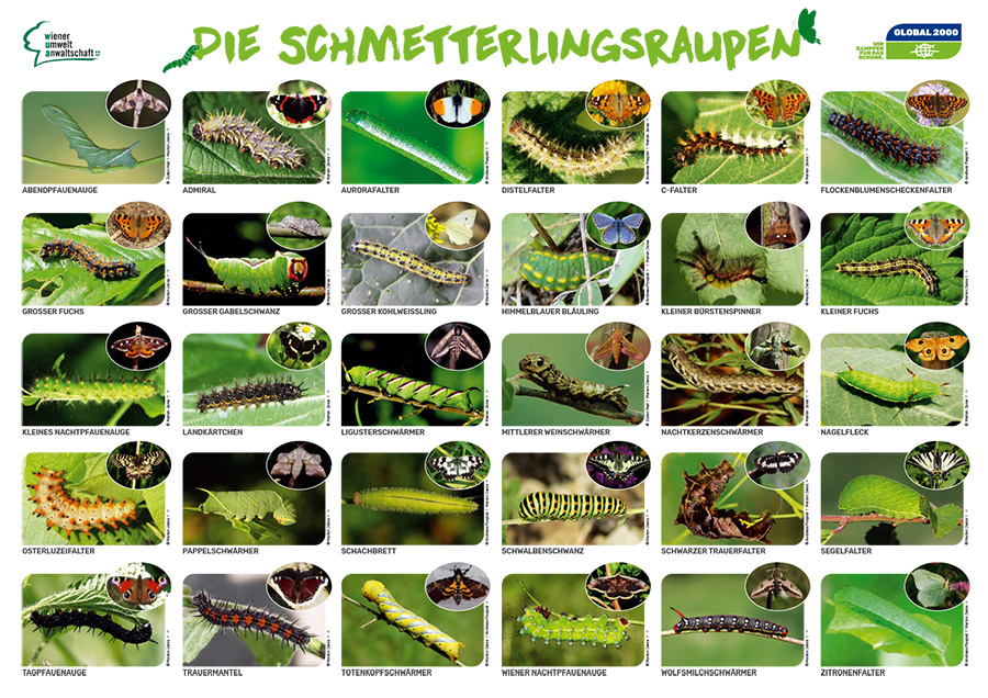 Schmetterlingsraupen Plakat Schmetterlingsraupen Plakat