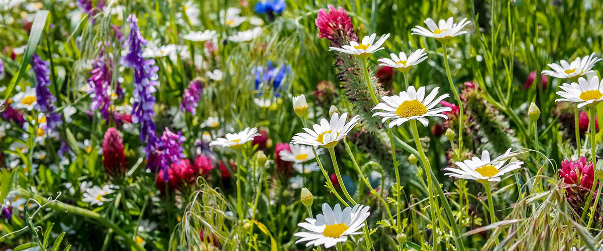 Blumenwiese Blumenwiese