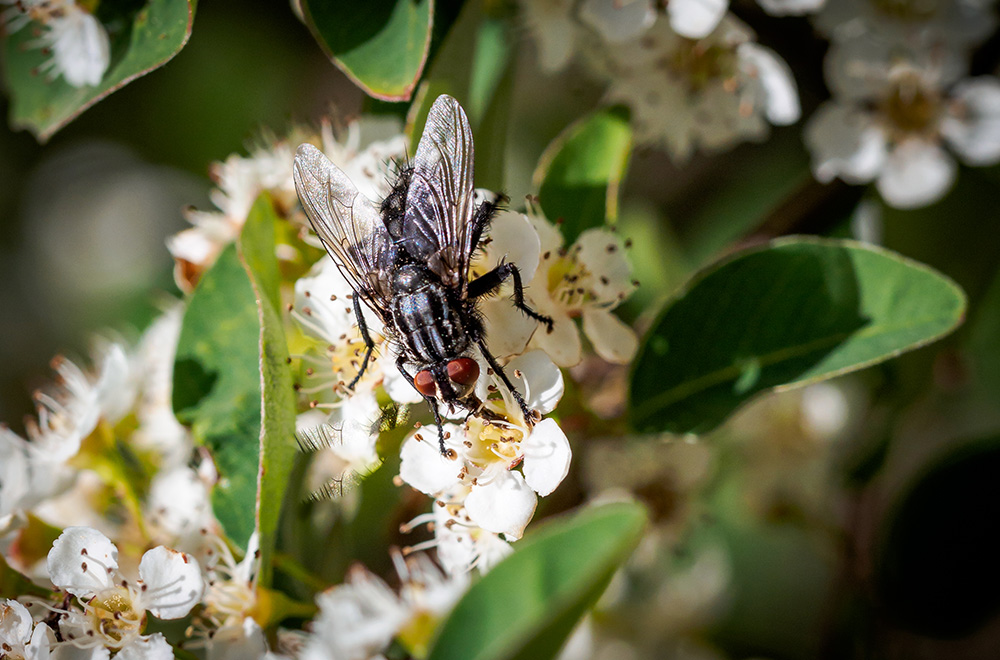 Fleischfliege Fleischfliege