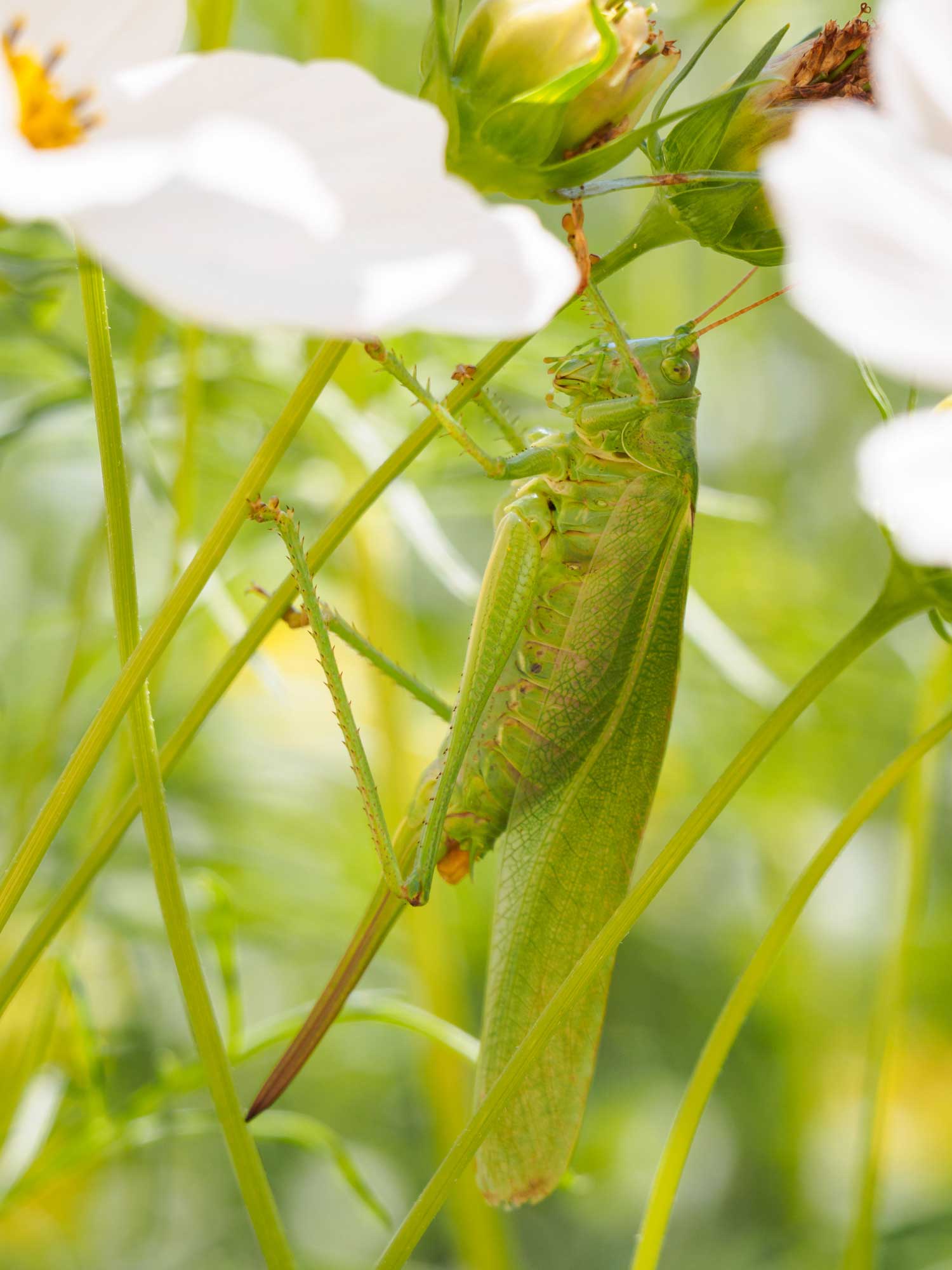 Grünes Heupferd Grünes Heupferd auf einem Blumenstängel