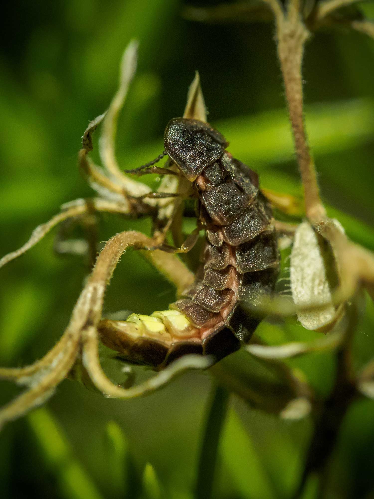 Weibchen eines großen Leuchtkäfers Weibchen eines großen Leuchtkäfers