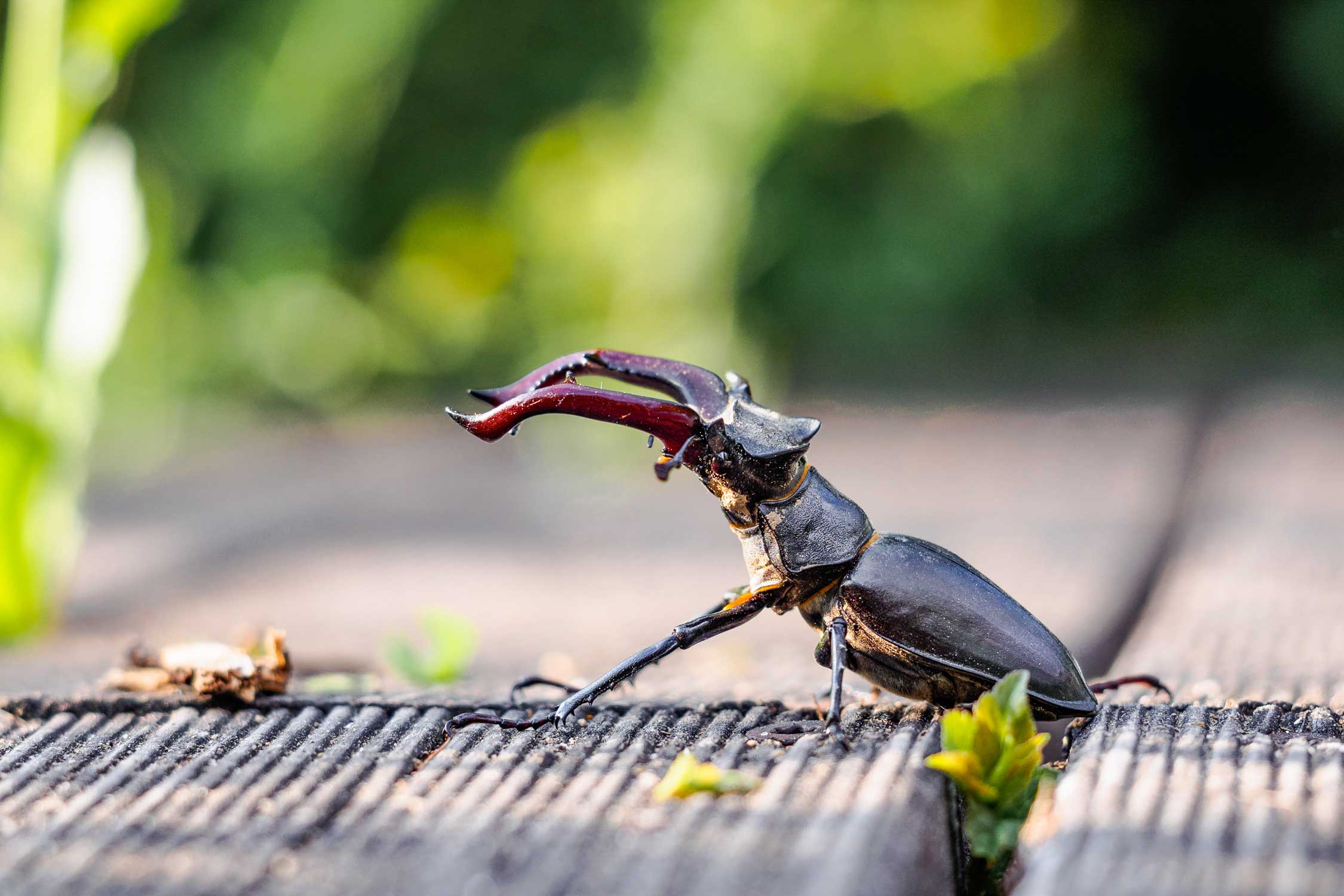 Hirschkäfer Hirschkäfer auf Holzterasse