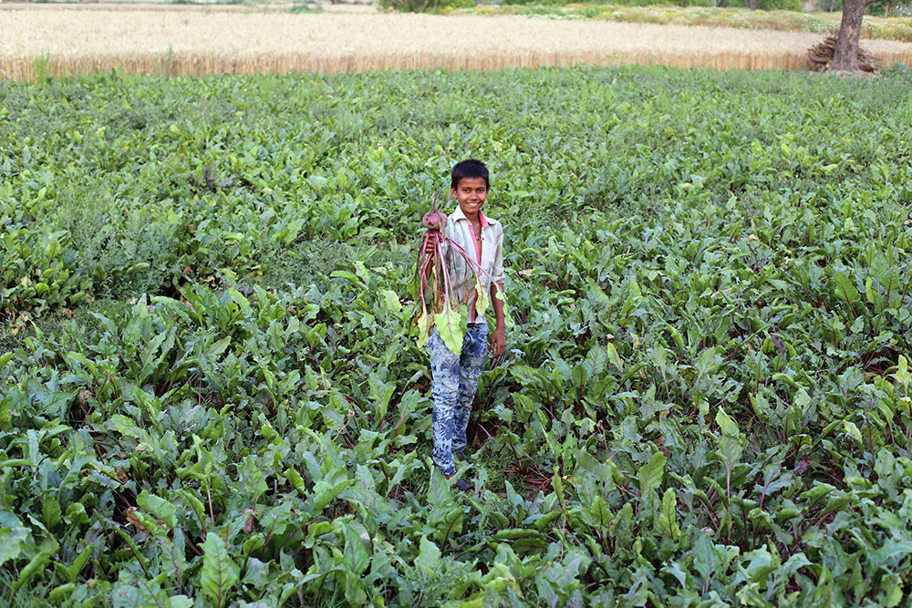 Landwirtschaft in Indien durch Lederproduktion beeinträchtigt
