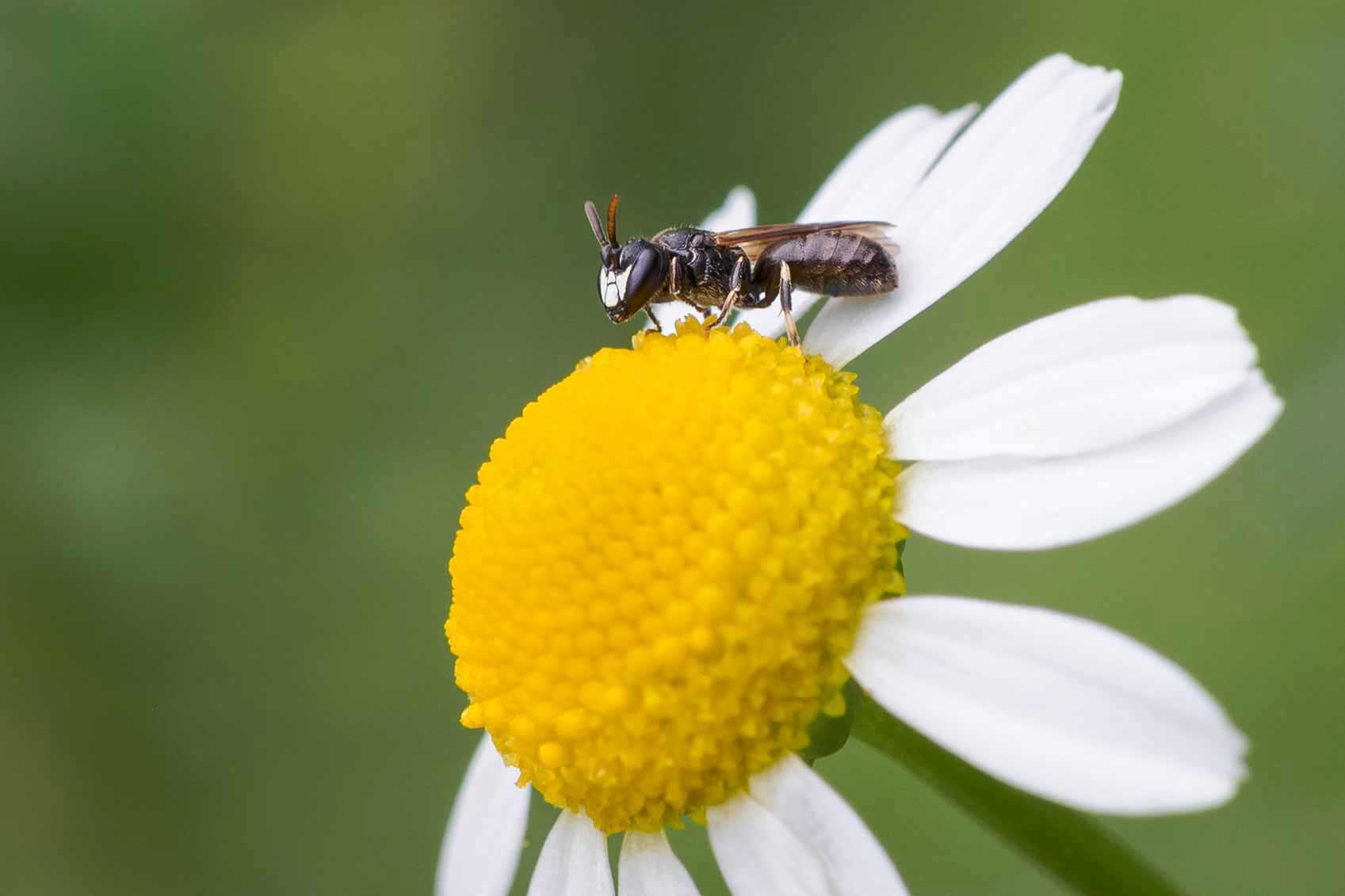 Maskenbiene Maskenbiene auf Margerite