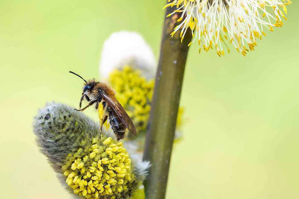 Wildbiene auf Palmkätzchen Wildbiene auf Palmkätzchen