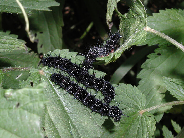 Raupe Tagpfauenauge Raupe Tagpfauenauge