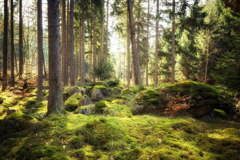 Unberührter Wald (c) Shutterstock / ohenze Unberührter Wald (c) Shutterstock / ohenze