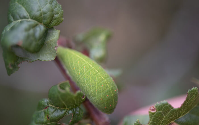 Raupe Segelfalter Raupe Segelfalter