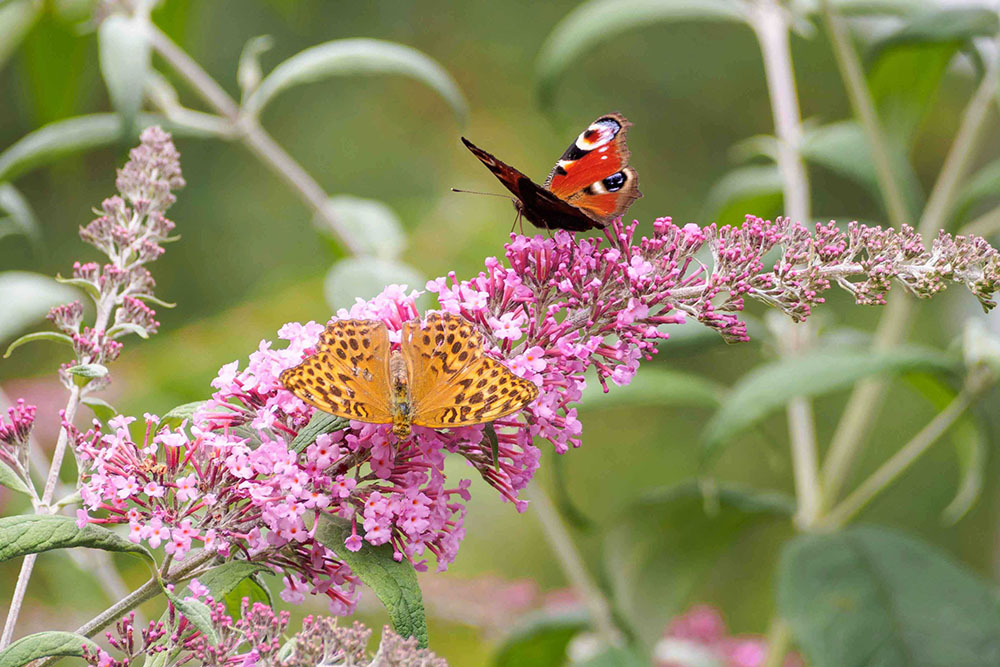Schmetterlingsflieder Schmetterlingsflieder