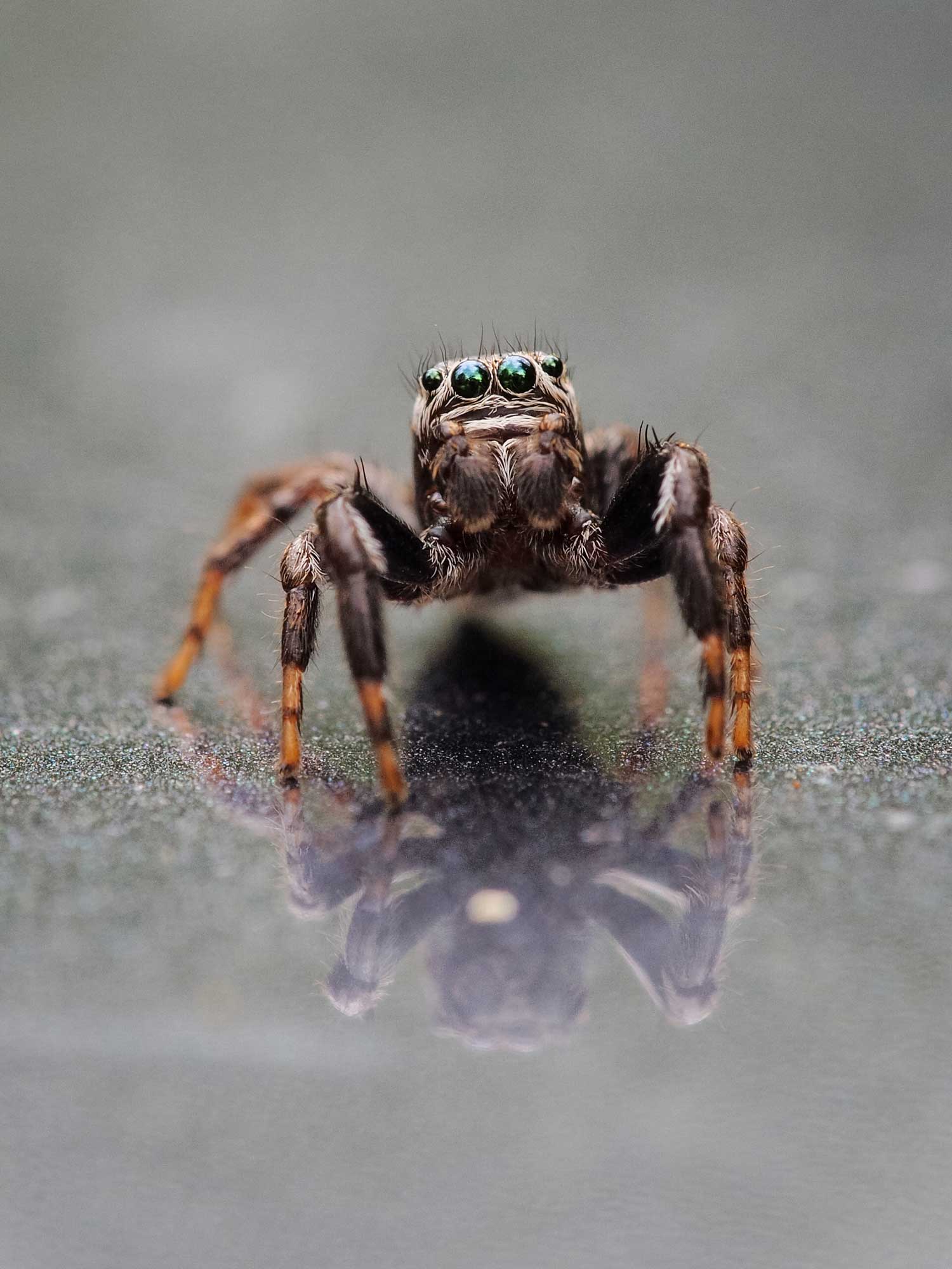 Springspinne Springspinne
