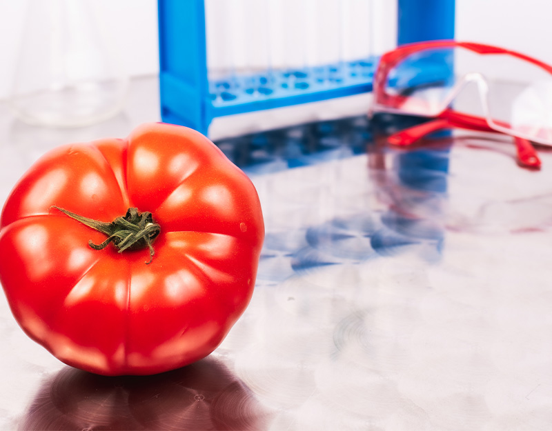 Gentechnik-Tomate im Labor