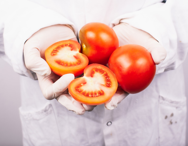 Neue Gentechnik Neue Gentechnik - Laborant hält Tomaten in der Hand