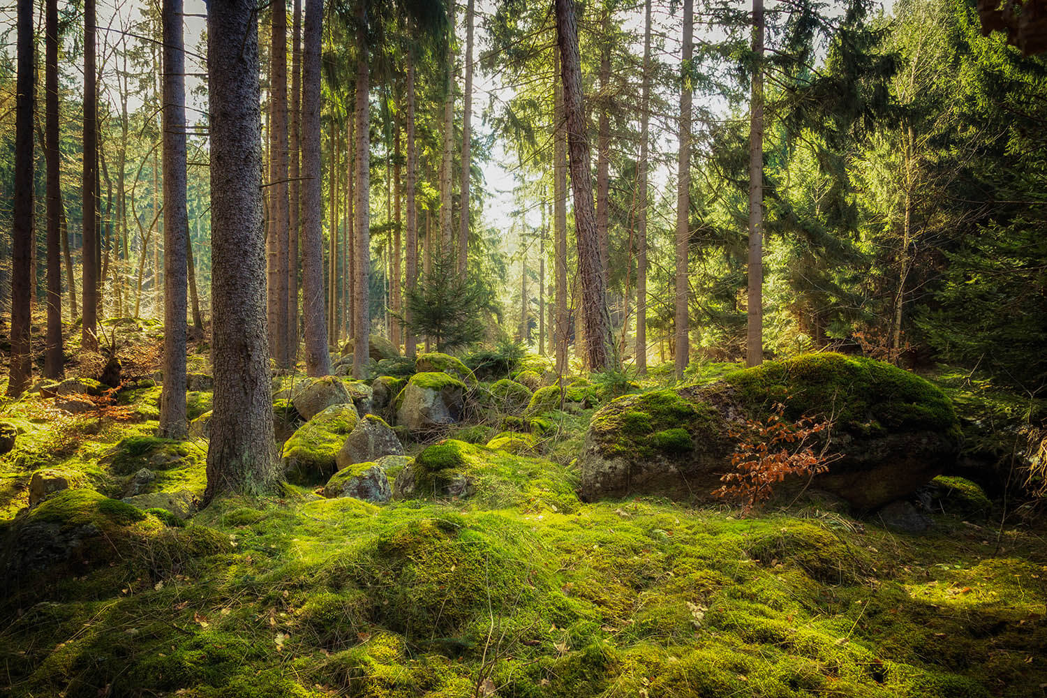 Unberührter Wald (c) ohenze / shutterstock.com Unberührter Wald (c) ohenze / shutterstock.com