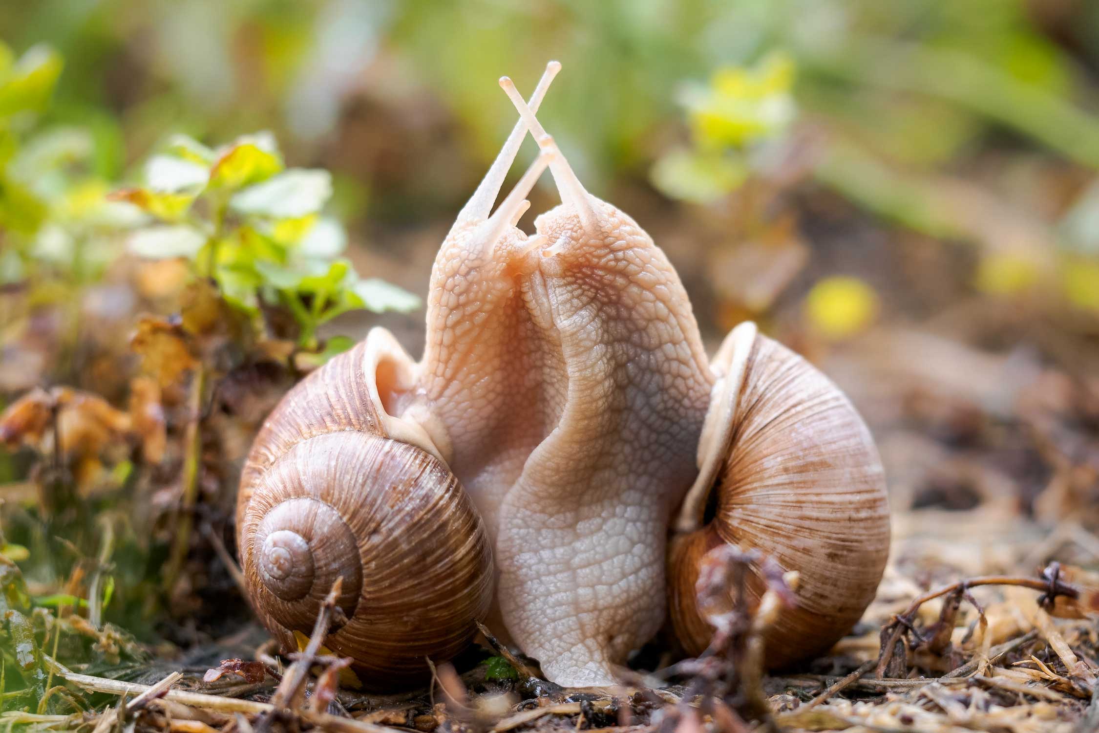 Weinbergschnecken Zwei Weinbergschnecken
