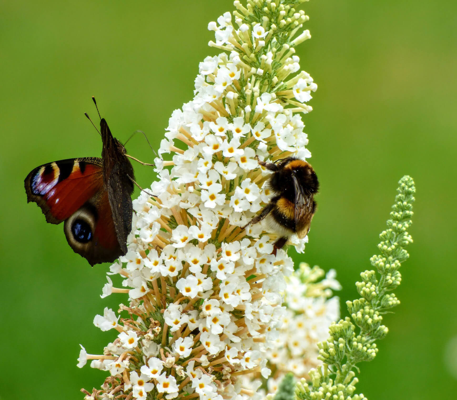 Blumenwiese für bienen anlegen