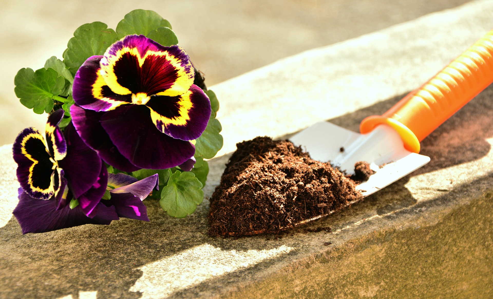 Gruselige Blumenerde — Rezepte Suchen