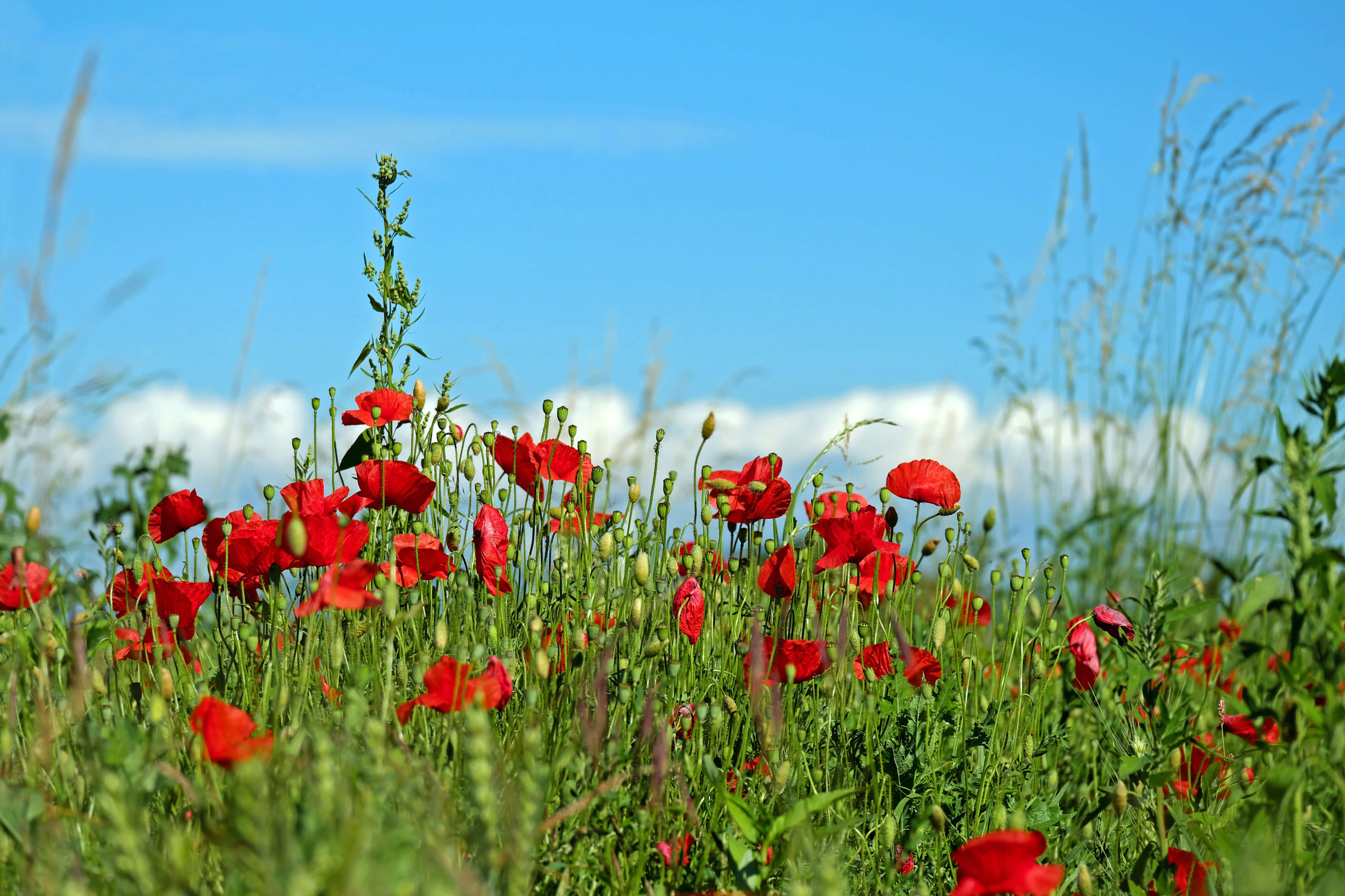 Mohnblumen Feld