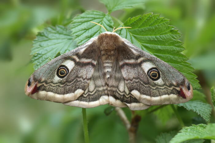 Falter Kleines Nachtpfauenauge Falter Kleines Nachtpfauenauge