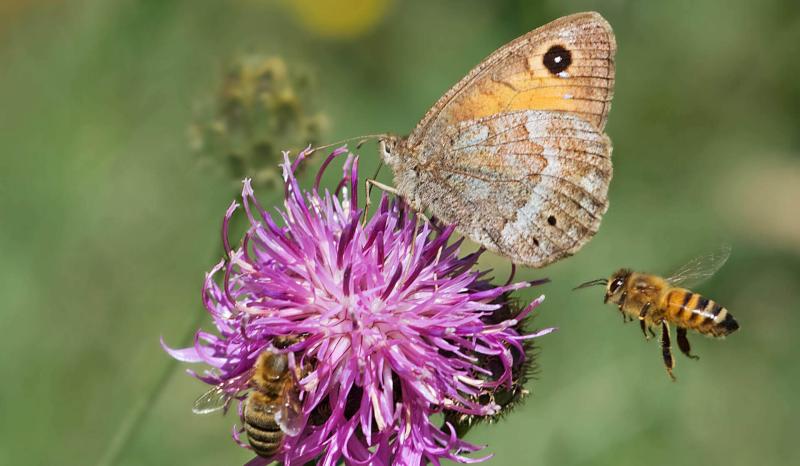 Bienen und Schmetterling auf Pflanze Bienen und Schmetterling auf Pflanze
