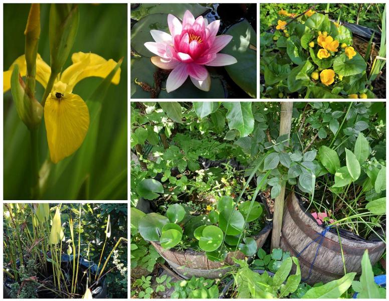 Garten von Simone H. Garten von Simone H.
