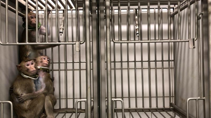 Affen im Käfig (c) SOKO Tierschutz / Cruelty Free International