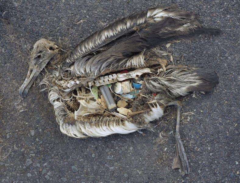 Vogel mit Plastik im Bauch