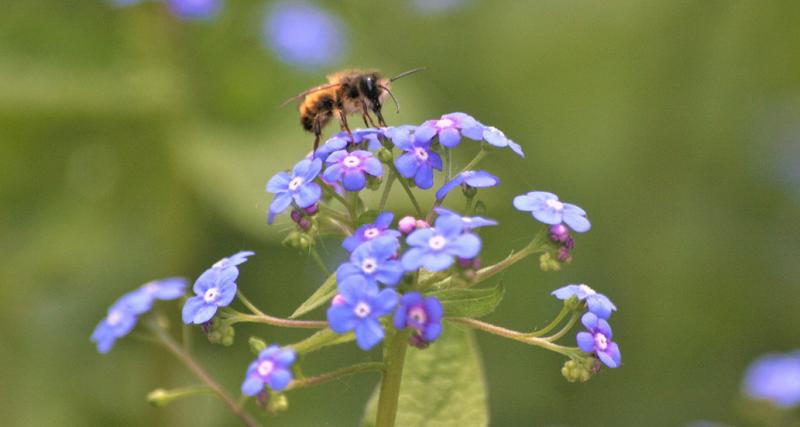 Bienenfreundliche Pflanzen im Test GLOBAL 2000