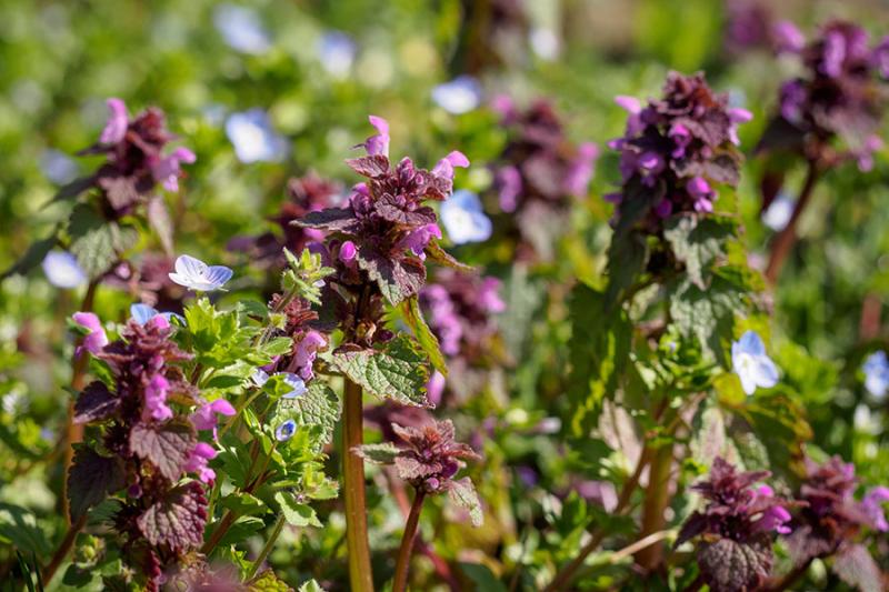 Blühender Rasen mit Taubnessel und Ehrenpreis Blühender Rasen mit Taubnessel und Ehrenpreis