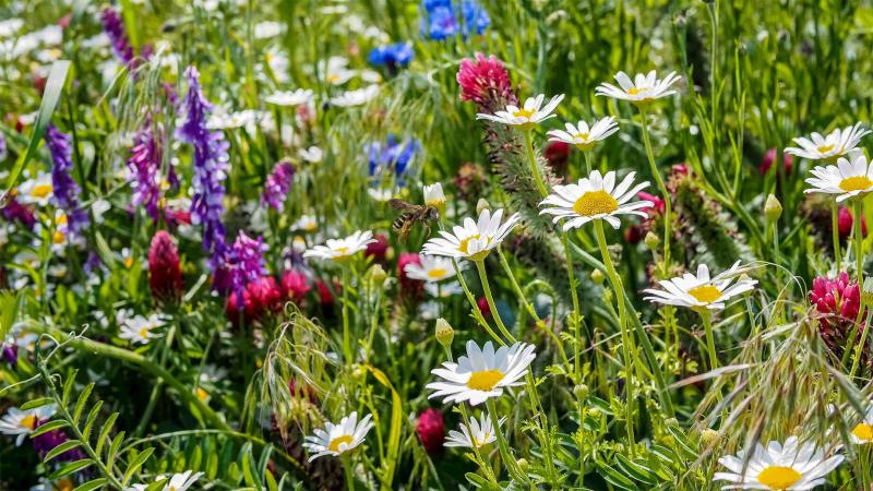 Blumenwiese für Schmetterlinge und Bienen anlegen Blumenwiese mit Biene