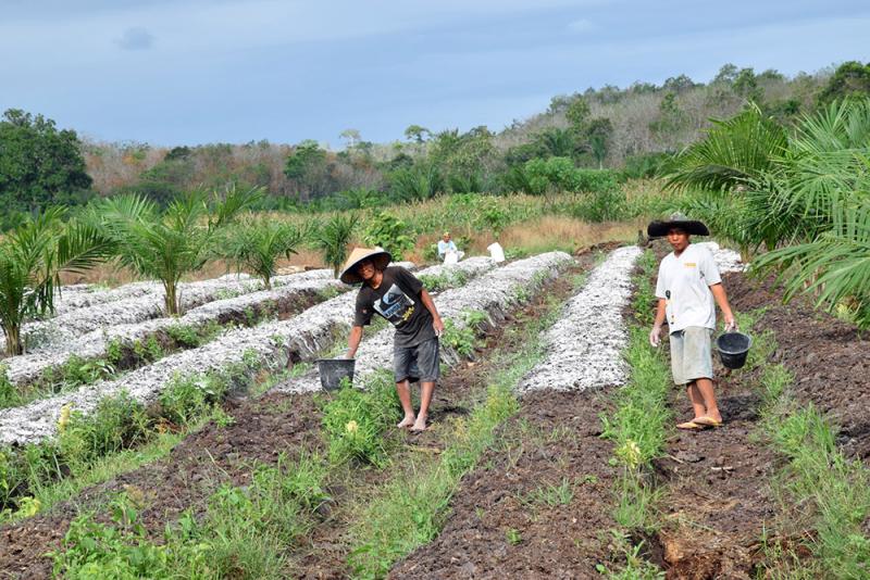 ausgetrocknetes Reisfeld in Indonesien