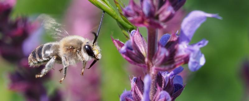 Bienen (c) Dominik Linhart Bienen (c) Dominik Linhart