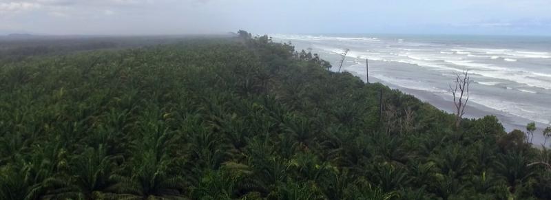 Palmölplantage am Küstensgebiet in Indonesien