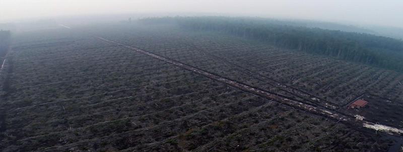 Gerodetes Land für Palmölanbau in Indonesien