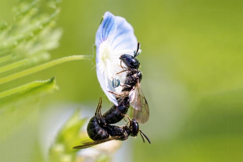 Maskenbienen auf Ehrenpreis Maskenbienen auf Ehrenpreis
