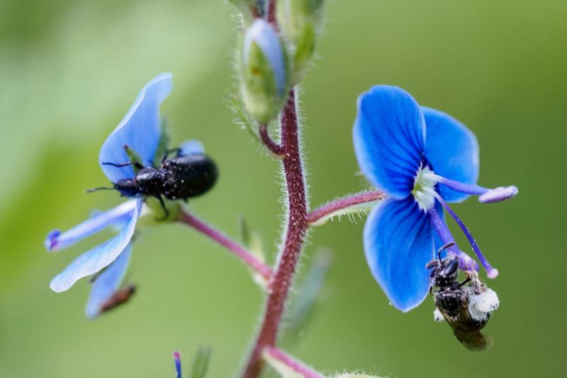 Wildbiene und Käfer auf Ehrenpreis Wildbiene und Käfer auf Ehrenpreis