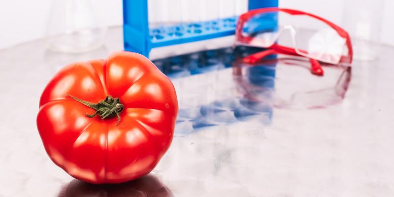 Gentechnik-Tomate im Labor
