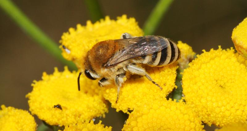 Filzbindige Seidenbiene - Colletes similis (c) Heinz Wiesbauer Filzbindige Seidenbiene - Colletes similis (c) Heinz Wiesbauer