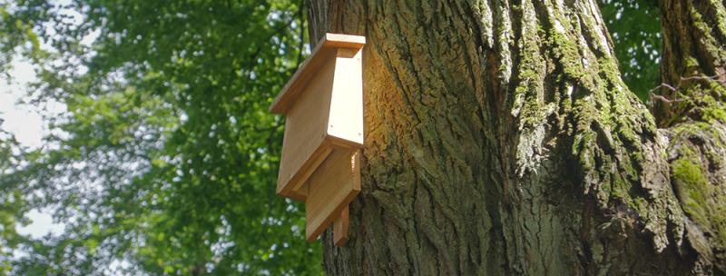 Fledermauskasten Fledermauskasten
