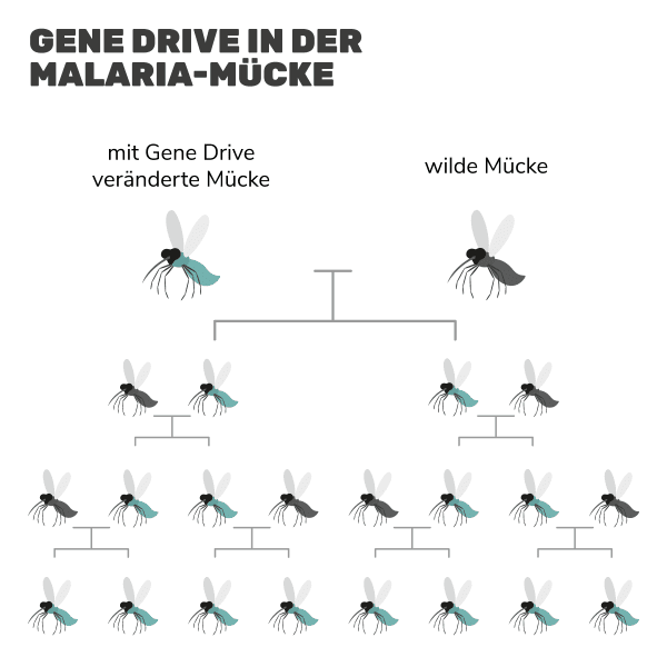 Gene Drive in der Malaria-Mücke
