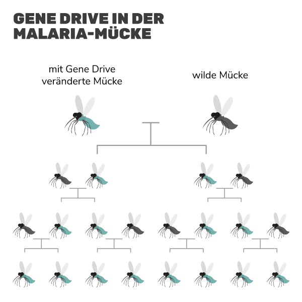 Gene Drive in der Malaria-Mücke Gene Drive in der Malaria-Mücke