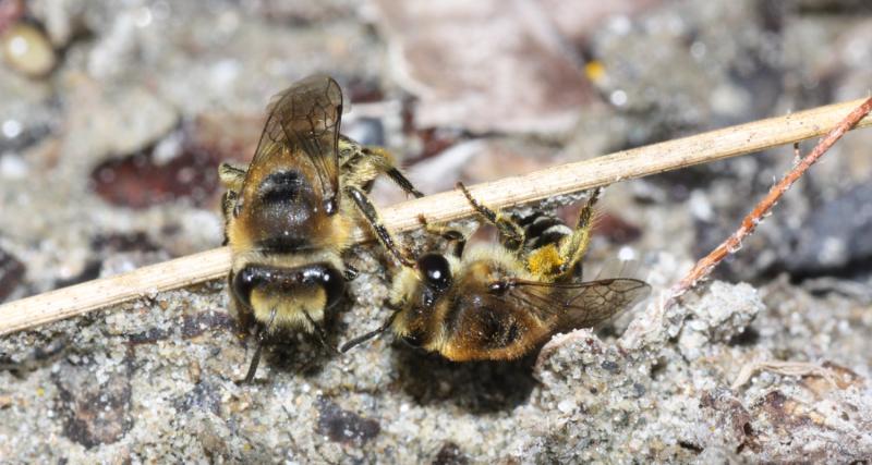 Gewöhnliche Seidenbiene - Colletes daviesanus (c) Heinz Wiesbauer Gewöhnliche Seidenbiene - Colletes daviesanus (c) Heinz Wiesbauer