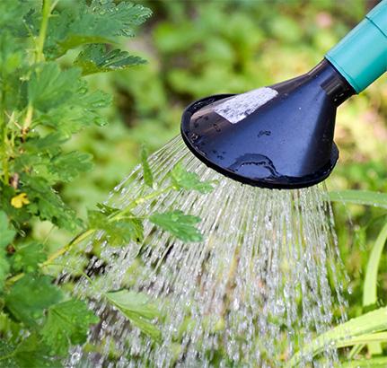 Richtig gießen im Garten Gießkanne