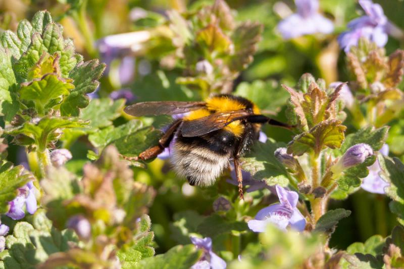 Hummel auf Gundelrebe Hummel auf Gundelrebe