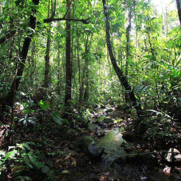 Urwald in Indonesien