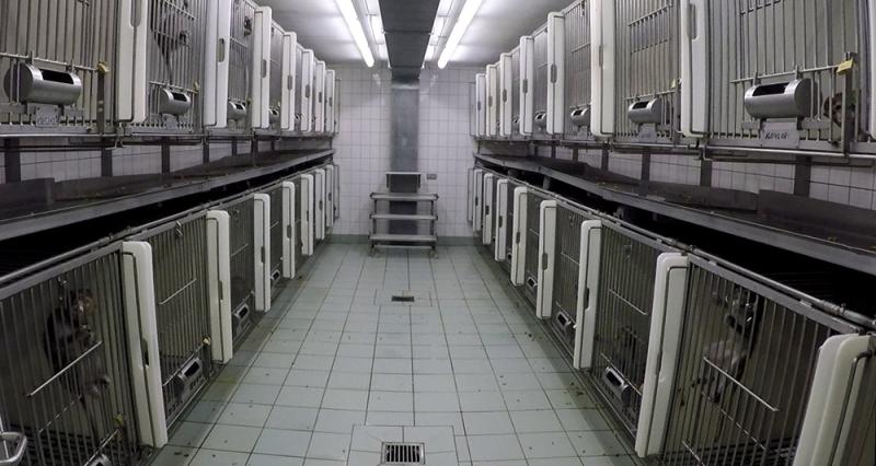 Käfige mit Versuchstieren im LPT Hamburg (c) SOKO Tierschutz / Cruelty Free International