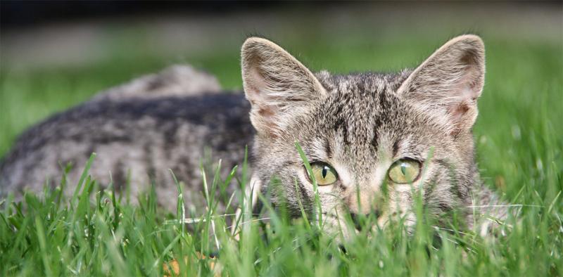 Lauernde Katze Katze