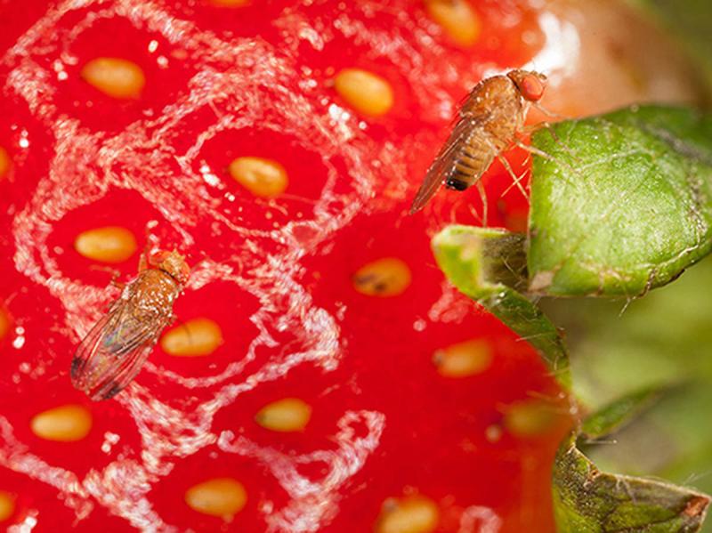 Kirschessigfliege auf Erdbeere (c) Agroscope / flickr.com / CC BY-ND 2.0