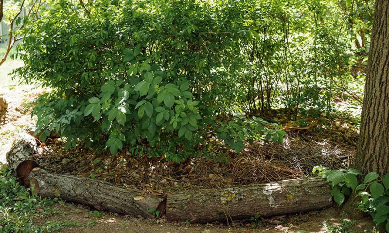 Laub- und Reisighaufen unter Sträuchern Laub- und Reisighaufen unter Sträuchern