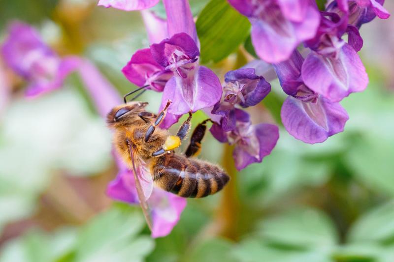 Hummel auf lila Lerchensporn Hummel auf lila Lerchensporn